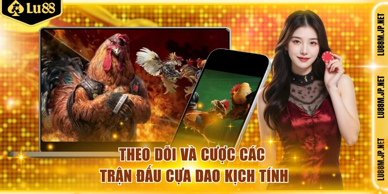 Theo dõi và cược các trận đấu cựa dao kịch tính
